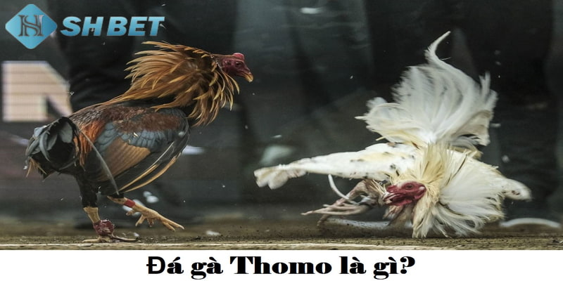 đá gà Thomo là gì